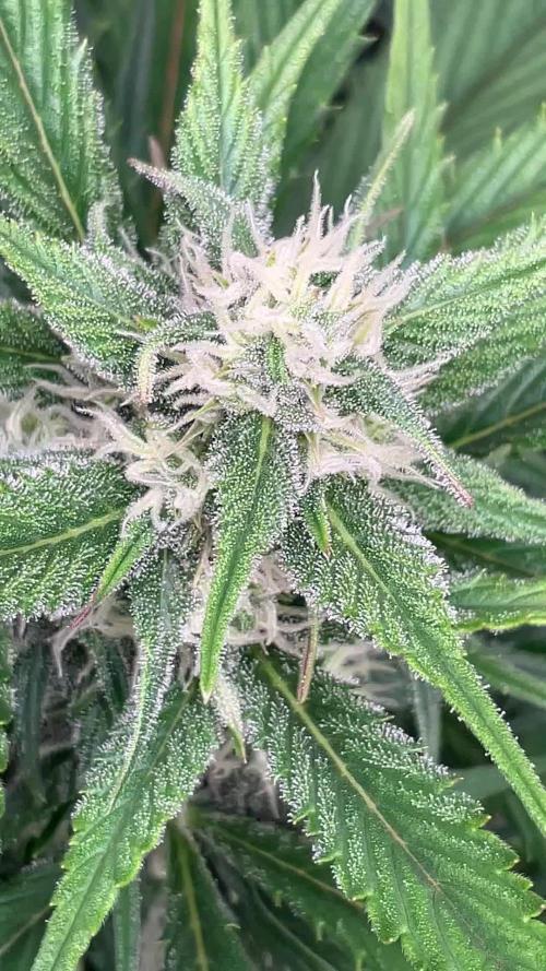 Gelato Auto, Gorilla C, Strawberry G