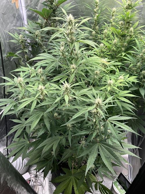 Gelato Auto, Gorilla C, Strawberry G. Week 7