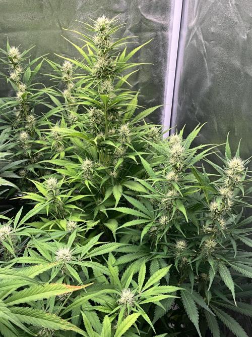 Gelato Auto, Gorilla C, Strawberry G. Week 7