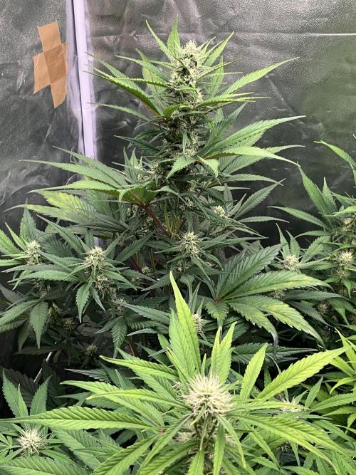 Gelato Auto, Gorilla C, Strawberry G. Week 7