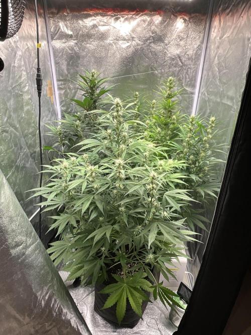 Gelato Auto, Gorilla C, Strawberry G. Week 7