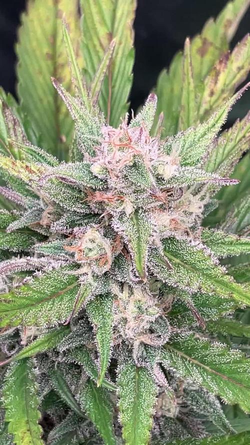 Gelato Auto, Gorilla C, Strawberry G