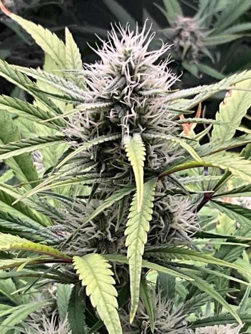 Gelato Auto, Gorilla C, Strawberry G. Week 8 - Gelato A.