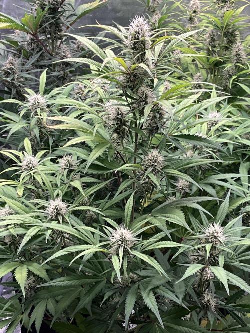 Gelato Auto, Gorilla C, Strawberry G. Week 8 - Gelato A
