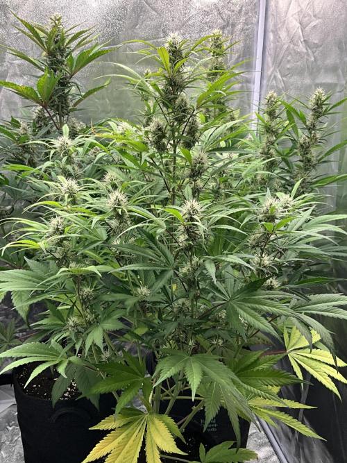 Gelato Auto, Gorilla C, Strawberry G. Week 8 - Gelato A