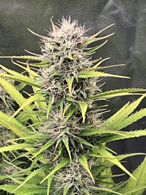 Gelato Auto, Gorilla C, Strawberry G. Week 8 - Strawberry G.