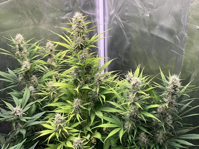 Gelato Auto, Gorilla C, Strawberry G. Week 8 - Strawberry G.