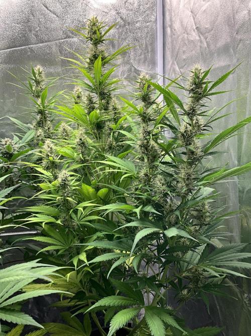 Gelato Auto, Gorilla C, Strawberry G. Week 8 - Strawberry G.