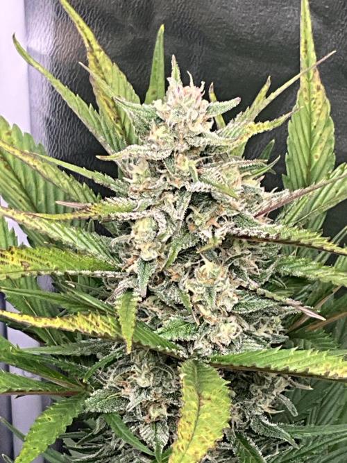Gelato Auto, Gorilla C, Strawberry G. Week 8 - Gorilla C.