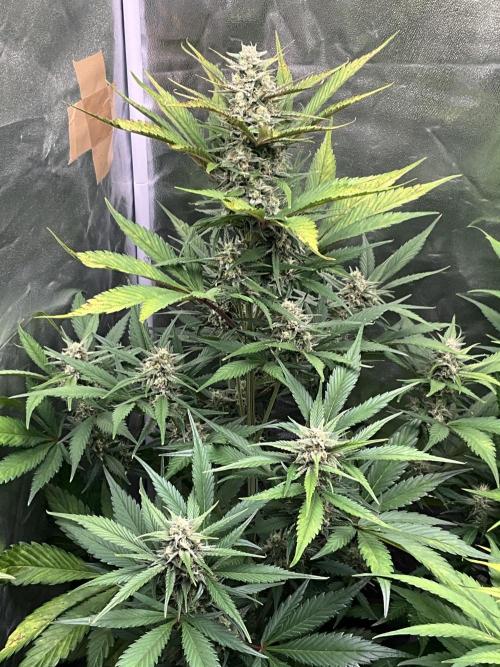 Gelato Auto, Gorilla C, Strawberry G. Week 8 - Gorilla C.