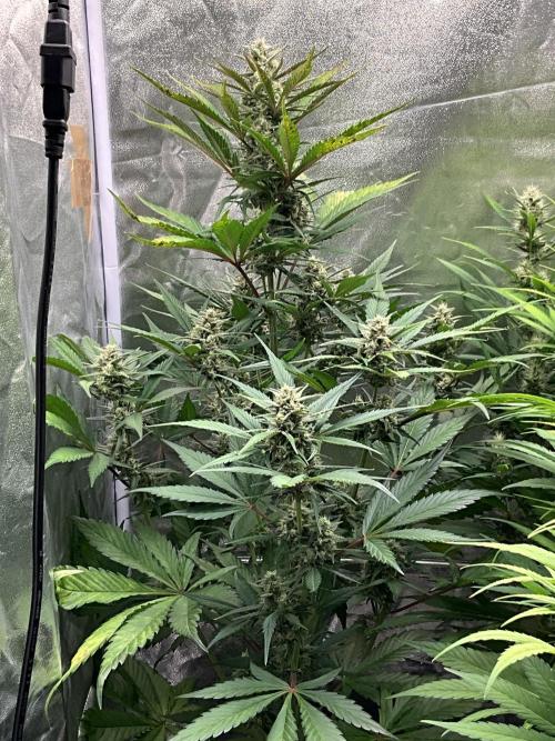 Gelato Auto, Gorilla C, Strawberry G. Week 8 - Gorilla C.
