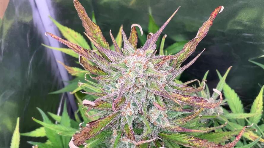 Gelato Auto, Gorilla C, Strawberry G