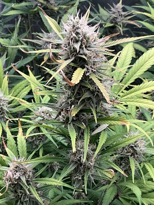 Gelato Auto, Gorilla C, Strawberry G. Week 9 - Gelato A.