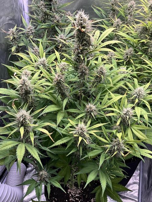 Gelato Auto, Gorilla C, Strawberry G. Week 9 - Gelato A.