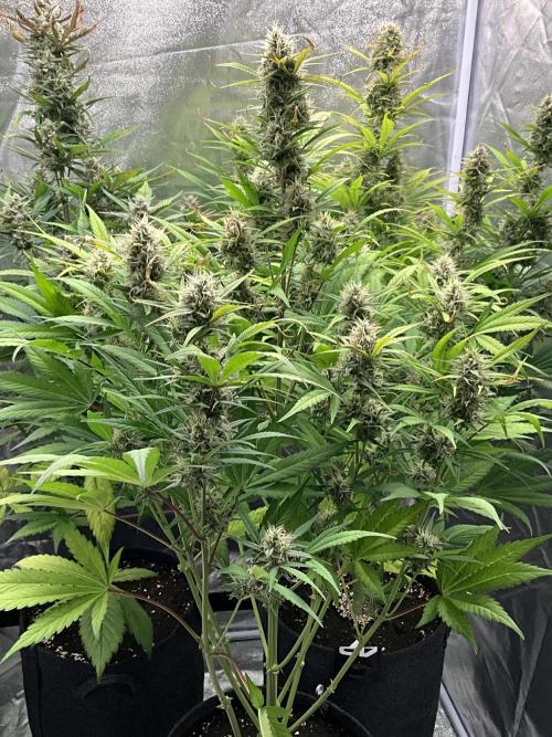Gelato Auto, Gorilla C, Strawberry G. Week 9 - Gelato A.
