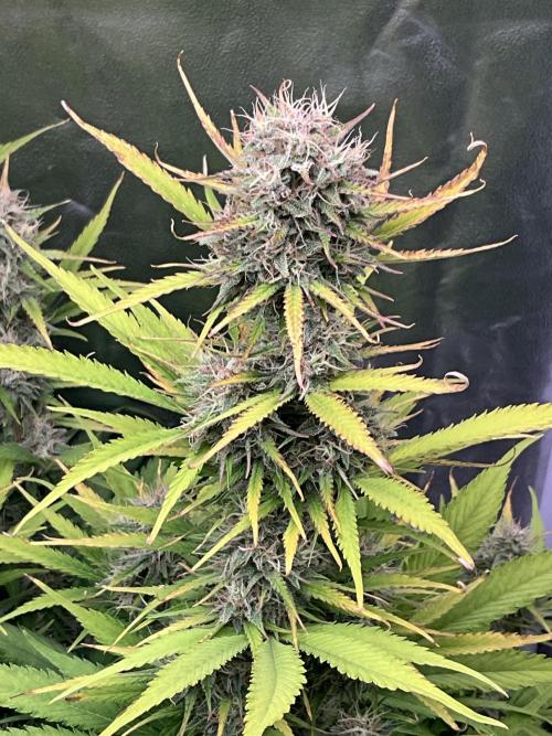 Gelato Auto, Gorilla C, Strawberry G. Week 9 - Strawberry G.