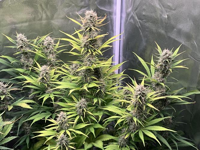 Gelato Auto, Gorilla C, Strawberry G. Week 9 - Strawberry G.