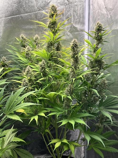 Gelato Auto, Gorilla C, Strawberry G. Week 9 - Strawberry G.