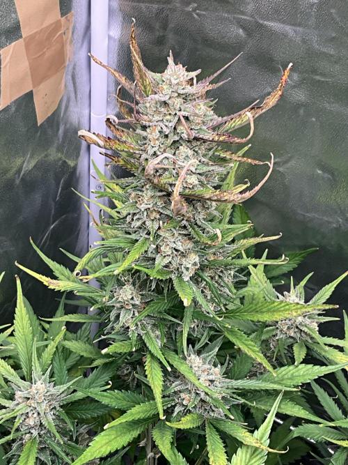 Gelato Auto, Gorilla C, Strawberry G. Week 9 - Gorilla C.