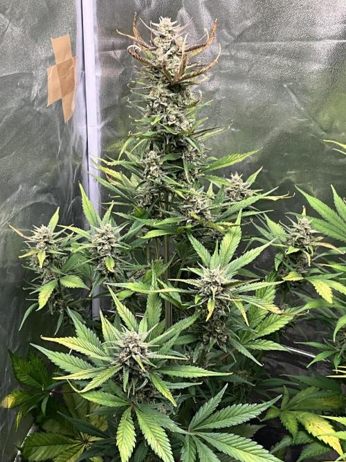 Gelato Auto, Gorilla C, Strawberry G. Week 9 - Gorilla C.