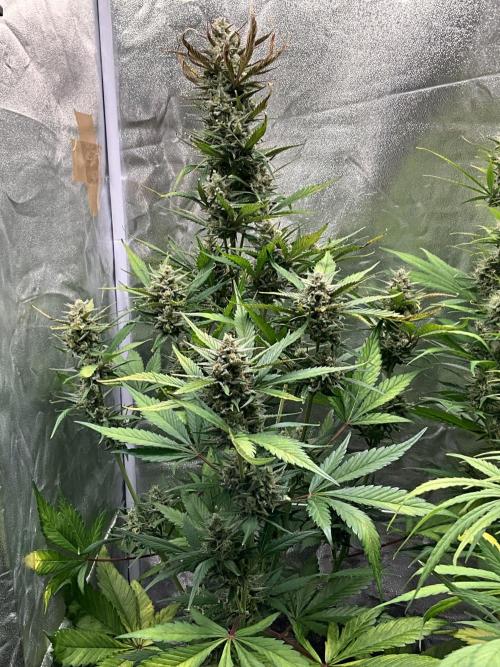 Gelato Auto, Gorilla C, Strawberry G. Week 9 - Gorilla C.