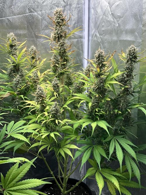 Gelato Auto, Gorilla C, Strawberry G. Week 10