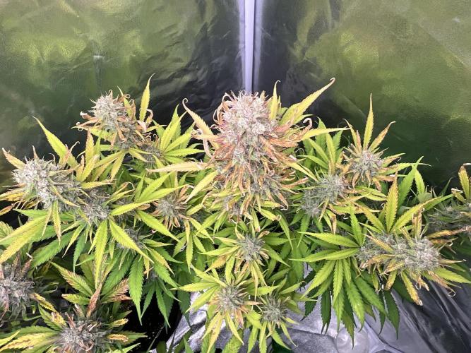 Gelato Auto, Gorilla C, Strawberry G. Week 10