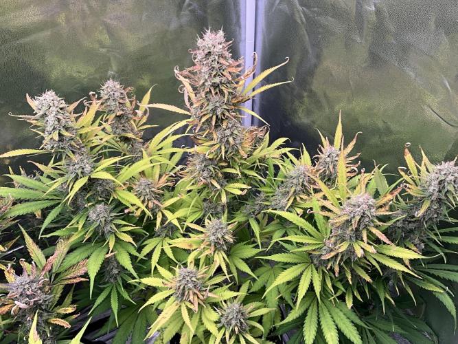 Gelato Auto, Gorilla C, Strawberry G. Week 10
