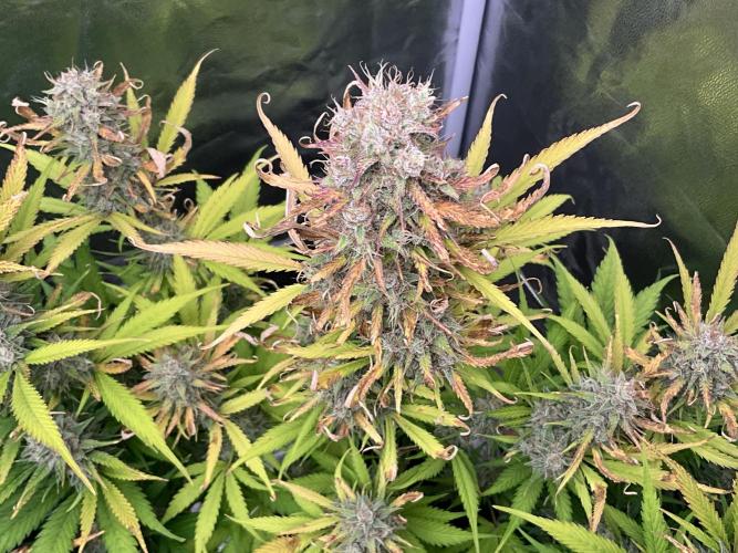Gelato Auto, Gorilla C, Strawberry G. Week 10