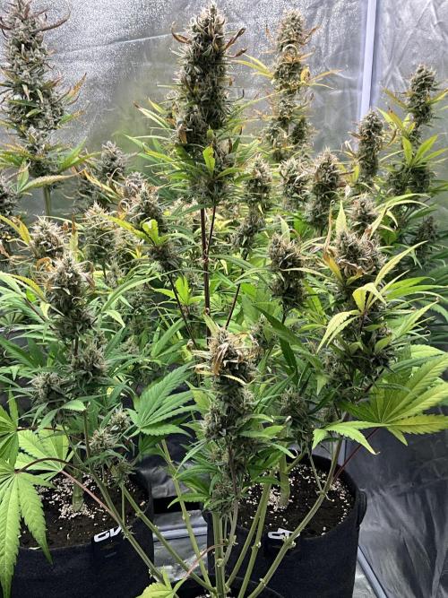 Gelato Auto, Gorilla C, Strawberry G. Week 10