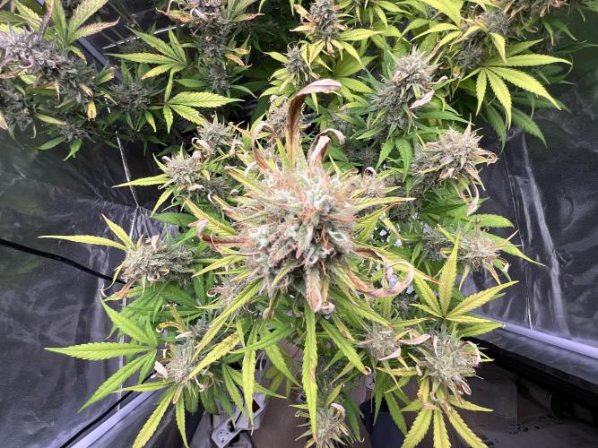 Gelato Auto, Gorilla C, Strawberry G. Week 10