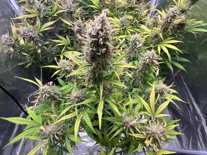 Gelato Auto, Gorilla C, Strawberry G. Week 10