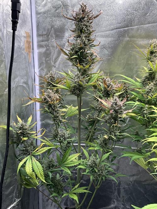 Gelato Auto, Gorilla C, Strawberry G. Week 10