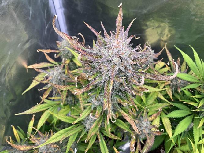 Gelato Auto, Gorilla C, Strawberry G. Week 10