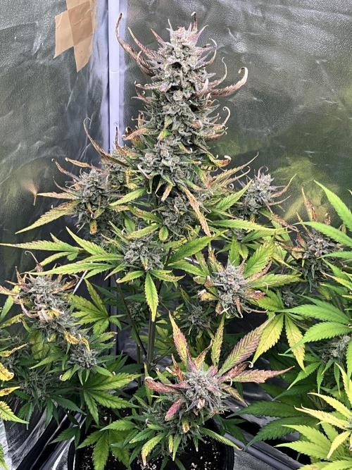 Gelato Auto, Gorilla C, Strawberry G. Week 10