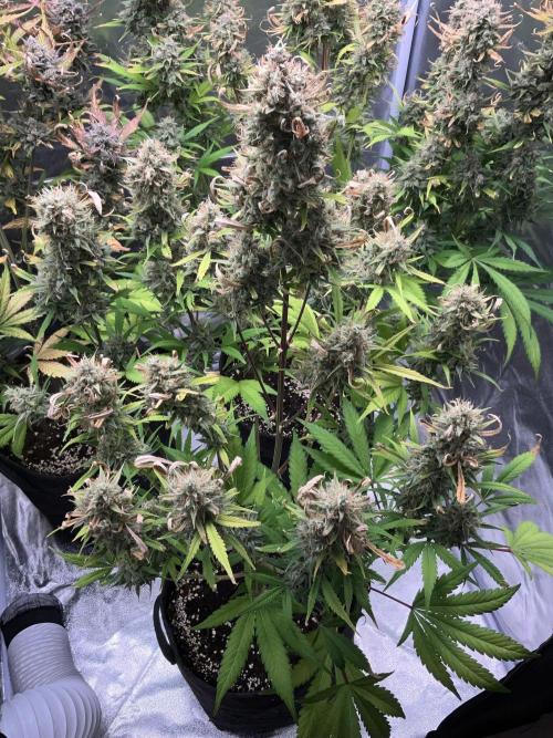 Gelato Auto, Gorilla C, Strawberry G. Week 11