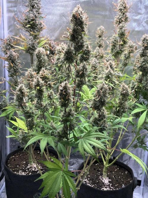 Gelato Auto, Gorilla C, Strawberry G. Week 11
