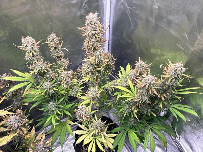 Gelato Auto, Gorilla C, Strawberry G. Week 11