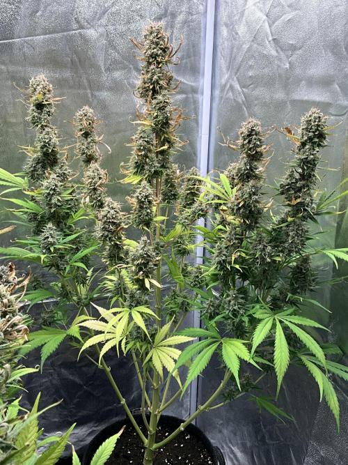 Gelato Auto, Gorilla C, Strawberry G. Week 11