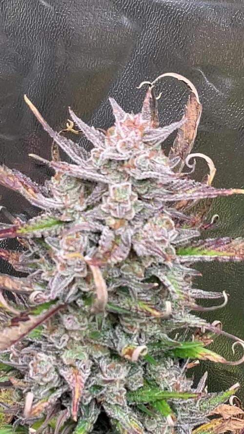 Gelato Auto, Gorilla C, Strawberry G