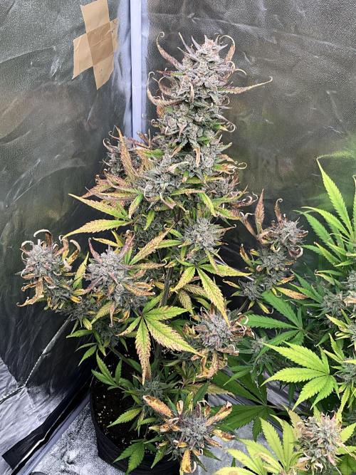 Gelato Auto, Gorilla C, Strawberry G. Week 11