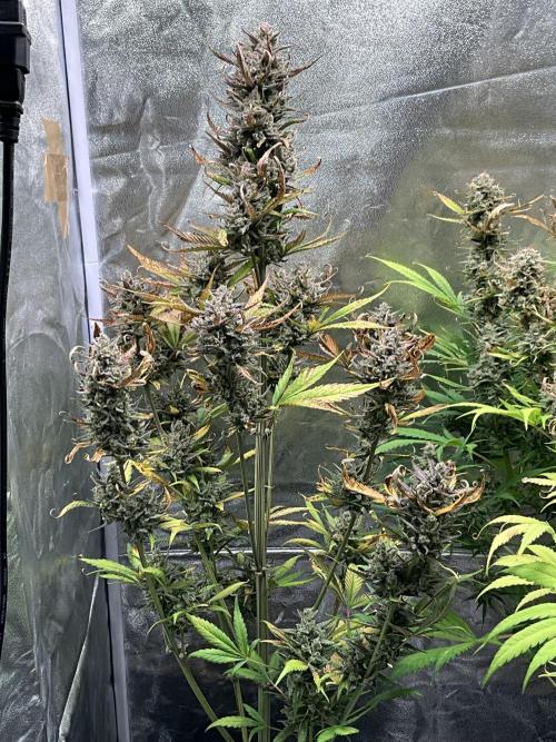 Gelato Auto, Gorilla C, Strawberry G. Week 11