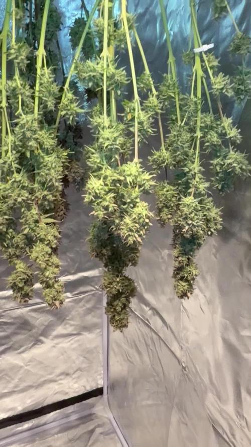 Gelato Auto, Gorilla C, Strawberry G