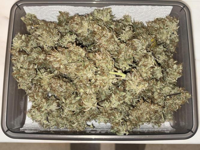 Gelato Auto, Gorilla C, Strawberry G. Week 12