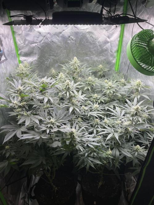 JLG Milk Bubbles & HSC Blueberry Muffin. Week 11