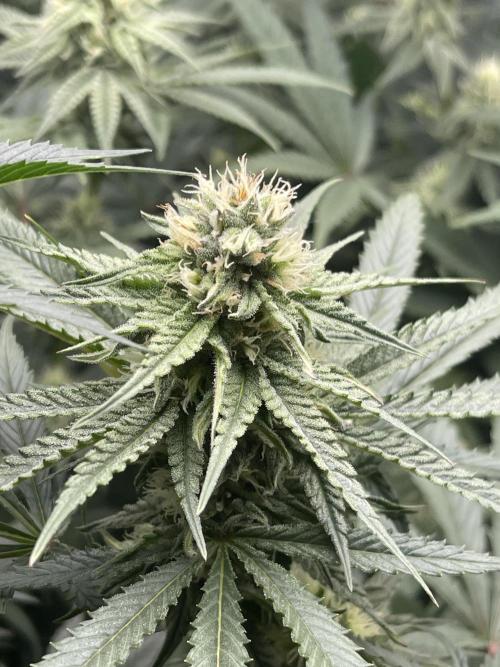 JLG Milk Bubbles & HSC Blueberry Muffin. Week 11