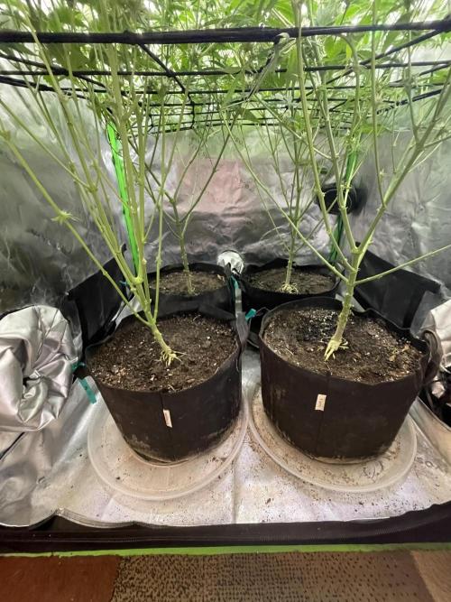 JLG Milk Bubbles & HSC Blueberry Muffin. Week 11