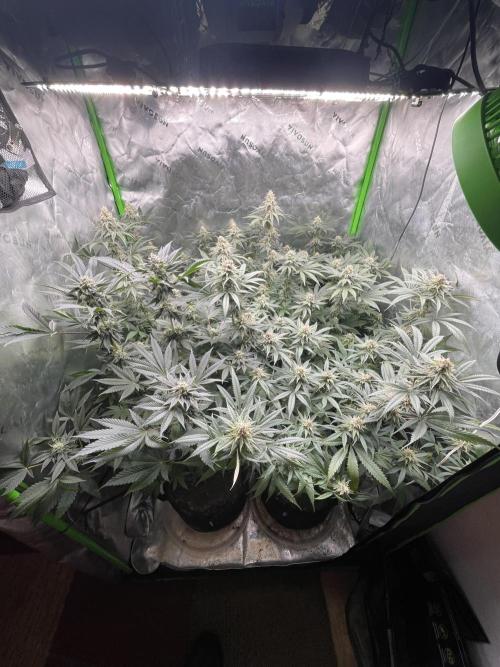 JLG Milk Bubbles & HSC Blueberry Muffin. Week 12