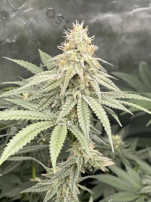 JLG Milk Bubbles & HSC Blueberry Muffin. Week 12