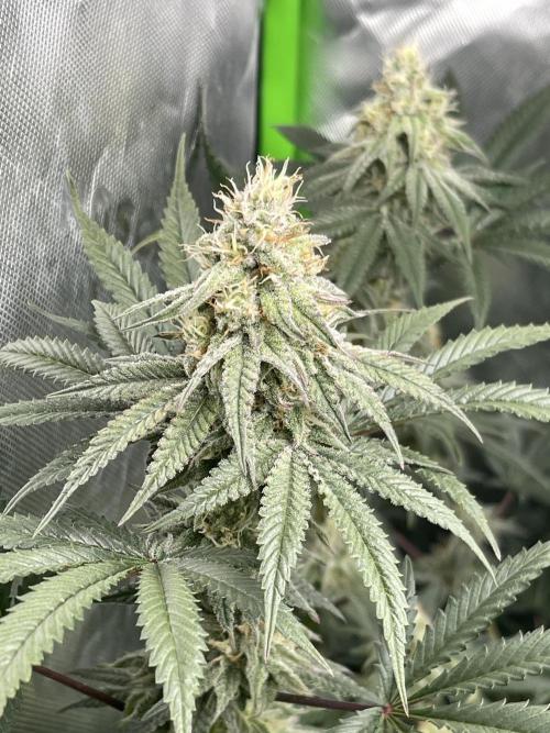 JLG Milk Bubbles & HSC Blueberry Muffin. Week 12